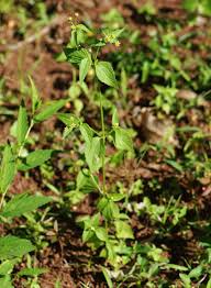 Image result for Galinsoga parviflora