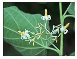 Image result for Alangium chinense