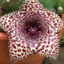 Image result for Huernia levyi