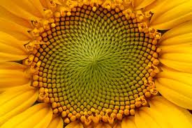 Teacher whom we all like very much. How Poetry And Math Intersect Science Smithsonian Magazine