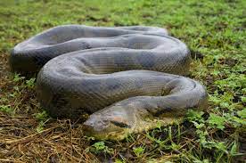 Green Anaconda National Geographic Anaconda Snake Green Anaconda Giant Anaconda