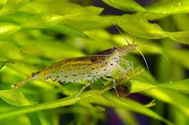 The Ultimate Guide To The Amano Shrimp Breeding Care And Lifespan Fishkeeping World In 2020 Amano Shrimp Betta Aquarium Shrimp