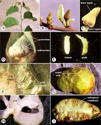 Image result for Annonaceae