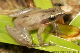 Image result for Fadogia gossweileri