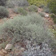 Image result for Pentzia