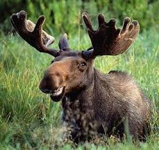 Moose Are The Biggest Dorks Ever A Cup Of Jo Funny Moose Funny Animal Pictures Animal Puns