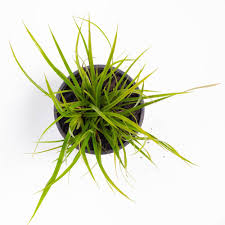 Image result for Cyperus costatus