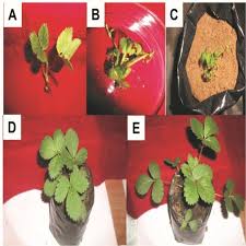 Image result for Sphaeranthus chandleri