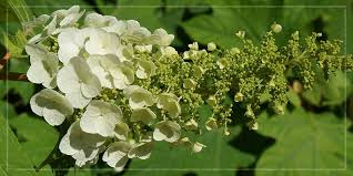 Maybe you would like to learn more about one of these? Native Plants For North Carolina Carolina Seasons Nursery