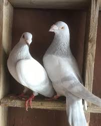 647 Likes 4 Comments Pigeons Pigeonsfans On Instagram In 2020 Pigeon Pictures Pigeon Breeds Cute Pigeon