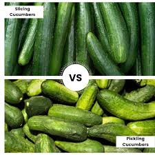 If part of your zucchini plant is growing as happy as ever while other random sections are wilting, you likely have a pest problem on your hands. What Is The Best Type Of Cucumber For Making Brined Pickles Sbcanning Com Homemade Canning Recipes