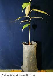 Pada video ini saya ingin berbagi cara/tips yang saya lakukan ketika bibit durian saya kritis. Cantuman Anak Pokok Durian Cara Ini Berjaya 100 Impiana