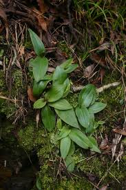 Image result for Cynorkis anisoloba