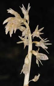 Image result for Epipogium roseum