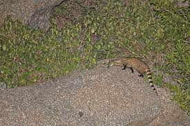 Small Indian Civet Wikiwand