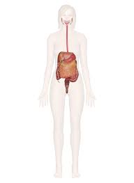 Digestive System Everything You Need To Know Including