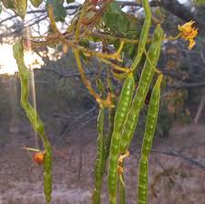 Image result for Senna petersiana