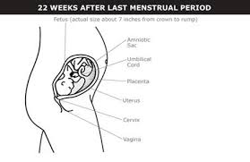 22а, фгбоу во кемгму минздрава россии. What Happens At 6 Months Of Pregnancy 24 Weeks Pregnant