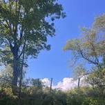 Tree Walk on the Belfast Rail Trail