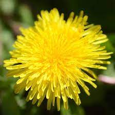 Dandelion Flower Essence Flower Essence Shop Crystal Herbs