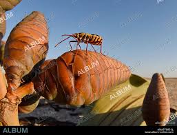 Image result for Arthraerua leubnitziae