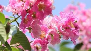 We did not find results for: Closeup Of Crepe Myrtle Flower Stock Footage Video 100 Royalty Free 9724697 Shutterstock