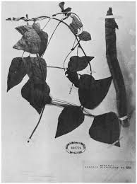 Image result for Psophocarpus lancifolius