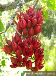 Image result for Schotia brachypetala