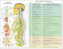 Autonomic Nervous System And Vertebral Spinal Subluxation