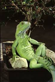 Henry Lizardlover S Lizards Strike A Pose Anderson Cooper Photo Gallery Funny Animals Cute Animals Animals
