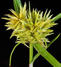 Image result for Cyperus