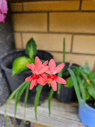 Image result for Freesia laxa