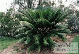Image result for Cycas thouarsii