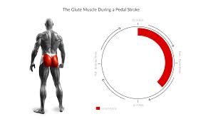 Below is a diagram illustrating the different glute injection sites. Glute Strengthening Exercises For Cyclists