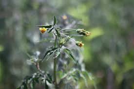 Image result for Bidens biternata