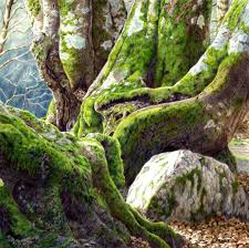 I hope this blog will show colored pencil deserves the respect from collectors and galleries. Bev Lewis Animals And Nature In Coloured Pencil Jackson S Art Blog