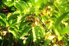 Image result for Stadmannia oppositifolia