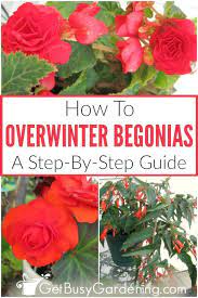 Overwintering Begonias How To Store Tuberous Begonias For Winter Tuberous Begonia Begonia Overwintering