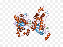 A report from the cystic. Cystic Fibrosis Transmembrane Conductance Regulator Png Images Pngwing