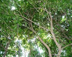 Image result for Baphia bequaertii