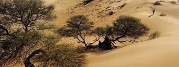 The kalahari sand dunes, some of which stretch west to the namib desert. Kalahari Desert Kalahari Desert Facts And Map Visit Kalahari Desert Safaris