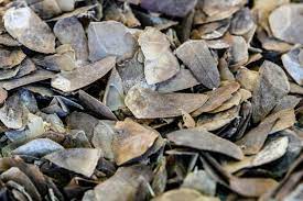 Pangolins are the world's most. Singapore Seizes Record Shipment Of Pangolin Scales