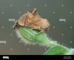 Image result for Apoda limacodes