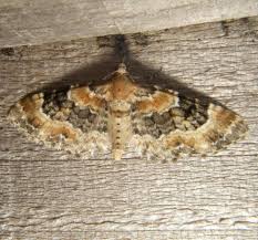 Image result for Eupithecia pulchellata