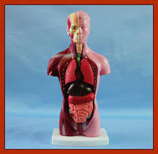 Maybe you would like to learn more about one of these? China 28cm Tall Anatomy Human Torso Model 15 Pcs For Education Toy China Human Torso Model Torso