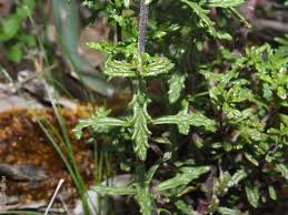 Image result for Xylopia collina