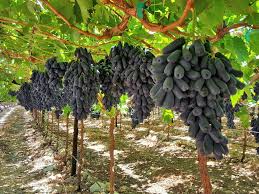 Moon Drop Grapes Grape Plant Moon Drop Grapes Fruit Plants