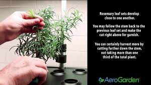We did not find results for: Pruning Rosemary Youtube