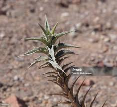 Image result for Blepharis