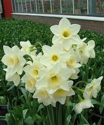 Narcissus Silver Smiles Daffodil Multiple Blooms Per Stem Bees Love These Early Season Beauties Luckily The D Bulb Flowers Narcissus Flower Spring Flowers